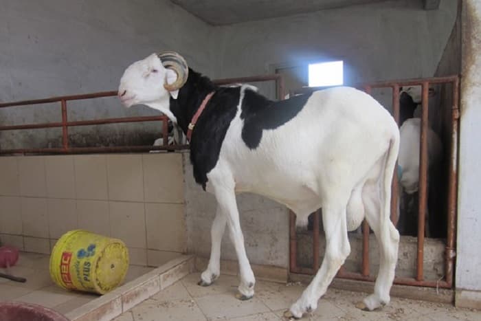 Sénégal : Pourquoi le mouton Ladoum coûte si cher ?