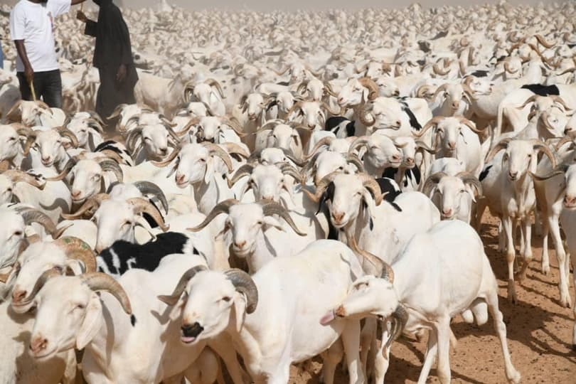 Tabaski 2026 : 860 000 moutons attendus sur le marché sénégalais