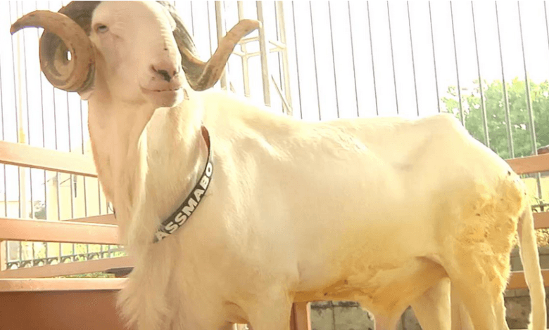Sénégal: voici à quoi ressemble Assmabo, un mouton à 30.000 euros